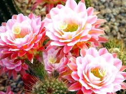 Cactus Flower Varieties You Can Also Grow Plant Meaning Urdu Pretty Flower Garden Plants Blooming Cactus Cactus Flower