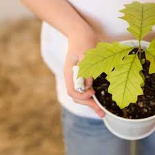 Apply a tree seedling herbicide if the above steps fail to remove the maple seedlings from the lawn. Oak Trees In Nature And For The Garden Horticulture