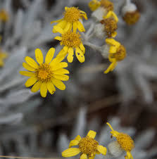 Image result for Senecio pleistocephalus