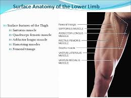 The femur or thigh bone is one of the longest bones in the human body. Thigh Dr S Nishan Silva Mbbs Surface Anatomy