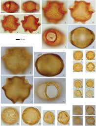 Image result for Pauridiantha paucinervis