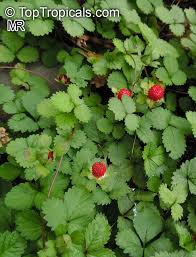 Image result for Duchesnea indica