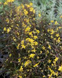 Image result for Lysimachia barbata