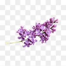 Lavender Purple Flowers Decorationpurple Lavender Clipart Digital Flowers Flower Clipart Clip Art