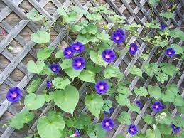 This Is What My Morning Glories Are Going To Look Like Next Summer Morning Glory Flowers Morning Glory Vine Morning Glory