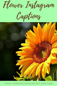Or, save them to brighten someone else's day on instagram or in a sweet spring, mother's day, or 45 best flower quotes to inspire growth. 51 Stunning Flower Captions For Instagram And Facebook