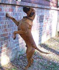 Blackmouth Cur Breed Information History Health Pictures And More