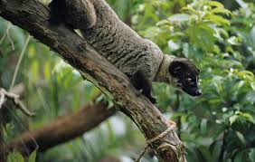 Discovery On Twitter Animals Cats Asian Palm Civet
