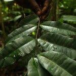 Image result for Clitandra cymulosa