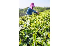 Contact dary teh ipoh on messenger. Teh Terbaik Di Taiwan Bermula Di Ladang Teh Media Permata Online