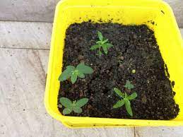 Discover hundreds of ways to save on your favorite products. Blueberry Seeds Germination Gardening Forums