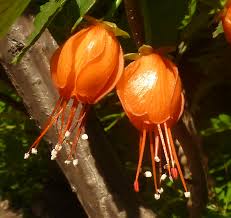 Image result for Greyia