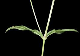 Image result for Conostomium natalense