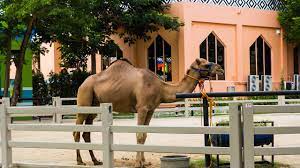 Please note that construction work is going on in some part of the beach from march 2019 until may 2019. Camel Republic Cha Am Hua Hin City Guide
