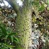 It can be recognized by its smooth brown bark covered in many dark, pointed spines which have. Https Encrypted Tbn0 Gstatic Com Images Q Tbn And9gcq7kaeblucknnflwxhldhqc8nqc8 C0olmknf3k Acikcwdhs H Usqp Cau