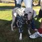 Fort Collins Clinic   — The Street Dog Coalition event in Fort Collins, CO