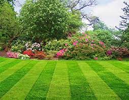 Or trying to get your lawn in shape for spring? Buy Bharath Agencies 100 Water Soluble More Growth Lawn Fertilizer Pellets For All Types Of Lawns 10000 G Online At Low Prices In India Amazon In
