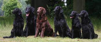 Flat coated retriever breeders in australia and new zealand. Trends In Flat Coated Retrievers Betterbred Com