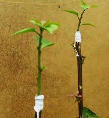 Pin On Things To Plant