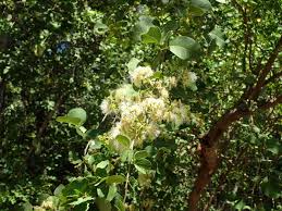 Image result for Pithecellobium