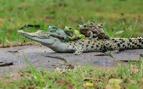 Image result for crocodile