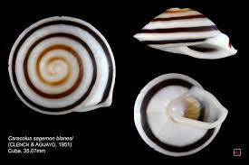 Караколус полосатый, караколус маргинеллус младший синоним: Caracolus Flickr