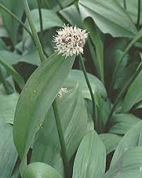 ギョウジャニンニクとイヌサフラン 東京都薬用植物園