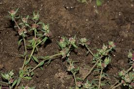 Image result for Corrigiola litoralis