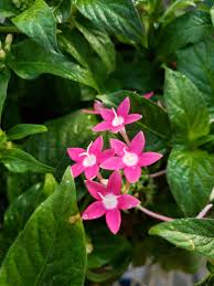 Image result for Pentas bussei