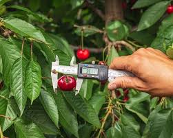 Check spelling or type a new query. Good Sales In Belgium For Large Cherries With A Perfect Color