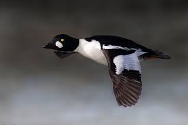 Birds Of Northern Illinois Birds In Northern Illinois Chromik Birds Waterfowl Hunting Blue Winged Teal