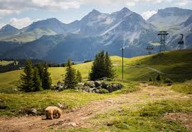 Das arosa bärenland ist ein bärenschutzzentrum bei arosa im bündnerischen schanfigg. A Home In The Swiss Alps The Valsana Hotel Apartments In Arosa