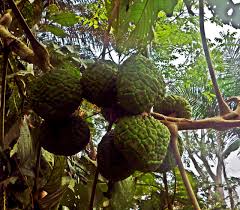 Image result for Myrianthus arboreus