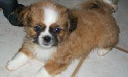 Shi chi puppies usually cost around 500 to 1000. Mixed Chihuahua And Shih Tzu Puppies Price 220 For Sale In Seattle Washington Best Pets Online