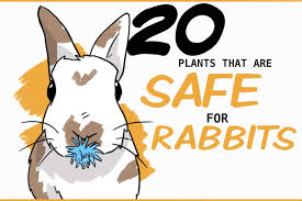 The sketchfest breakouts reprise their debut show horses aren't people, fishes aren't dogs. 20 Plants That Are Safe For Rabbits