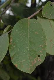 Image result for Bridelia mollis