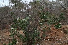 Image result for Thilachium africanum