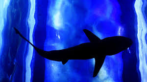 Or lots of new outfits! Shark Week Events In Shreveport At Shreveport Aquarium