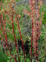 Image result for Rumex ruwenzoriensis