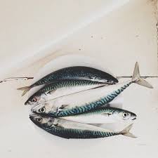 Pin By Farah On التدخين Fish Food Art Photography Pretty Fish