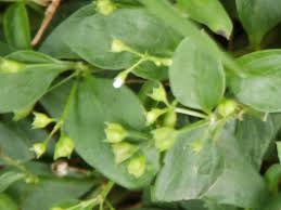 Image result for Oldenlandia cana