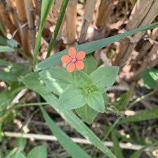 Image result for Lysimachia arvensis