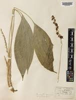 Image result for Convallariaceae