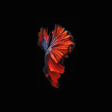 Apple Ios9 Fish Live Background Dark Red Ipad Air Wallpaper Download Iphone Wallpapers Ipa Ipad Air Wallpaper Live Wallpaper Iphone 7 Best Iphone Wallpapers
