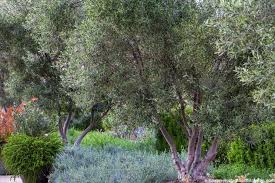 Image result for Olea capensis