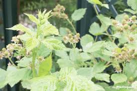 A blackberry is an aggregate fruit, made up individual drupes that form the berry flowers contain multiple pistils and individual pistils form drupelets when they're fertilized. Growing Blackberry Bushes Planting Harvesting Hoe To Care Plantopedia