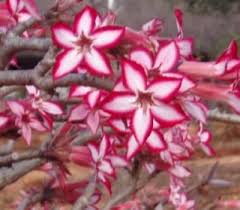 Image result for Adenium multiflorum
