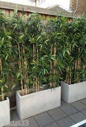 Balkon Sichtschutz Diy Pflanzgefasse 38 Ideen Balconyprivacy Balkon Sichtschut In 2020 Pflanzen Landschaftsbau Pflanzideen