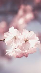 Pink Flowers Pink Flowers Wallpaper Flower Wallpaper Flower Phone Wallpaper