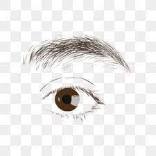Left Eye And Eyebrow Illustrator Eyes Clipart Black And White Human Organs Left Eye Png Transparent Clipart Image And Psd File For Free Download Tekenen
